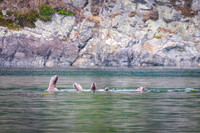 Sailing_wildlife_AugSep2025-5