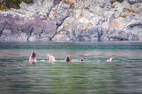 Sailing_wildlife_AugSep2025-7