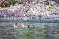 Sailing_wildlife_AugSep2025-6