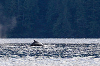 Sailing_wildlife_AugSep2025-9