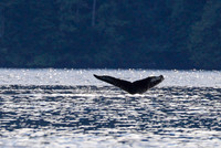 Sailing_wildlife_AugSep2025-11