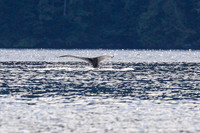 Sailing_wildlife_AugSep2025-10