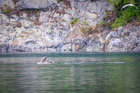 Sailing_wildlife_AugSep2025-4