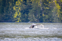 Sailing_wildlife_AugSep2025-13