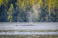 Sailing_wildlife_AugSep2025-12