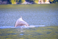 Sailing_wildlife_AugSep2025-14