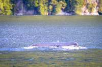 Sailing_wildlife_AugSep2025-15