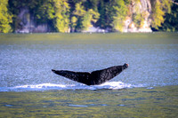 Sailing_wildlife_AugSep2025-16
