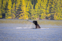 Sailing_wildlife_AugSep2025-20