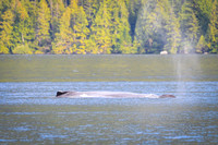 Sailing_wildlife_AugSep2025-17