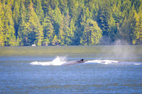 Sailing_wildlife_AugSep2025-19