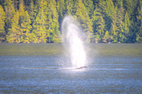 Sailing_wildlife_AugSep2025-18