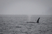 Orcas_etc_10-2025-6