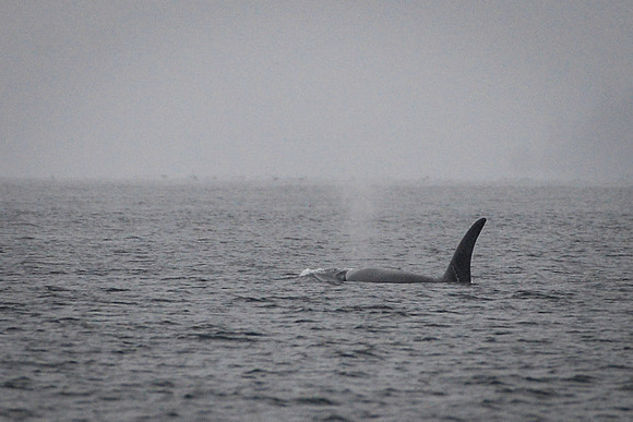 Orcas_etc_10-2025-6