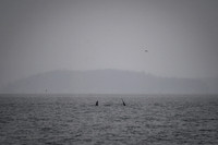 Orcas_etc_10-2025-5