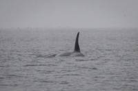 Orcas_etc_10-2025-8