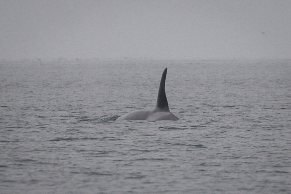 Orcas_etc_10-2025-8
