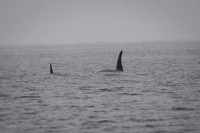 Orcas_etc_10-2025-7