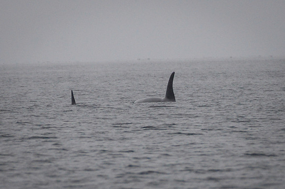 Orcas_etc_10-2025-7