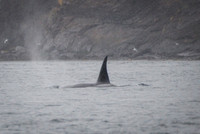 Orcas_etc_10-2025-10