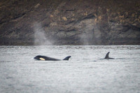 Orcas_etc_10-2025-13