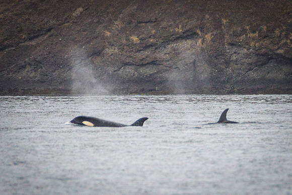 Orcas_etc_10-2025-13
