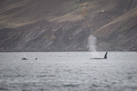 Orcas_etc_10-2025-9