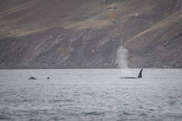 Orcas_etc_10-2025-9