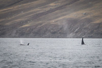 Orcas_etc_10-2025-11