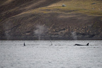 Orcas_etc_10-2025-12