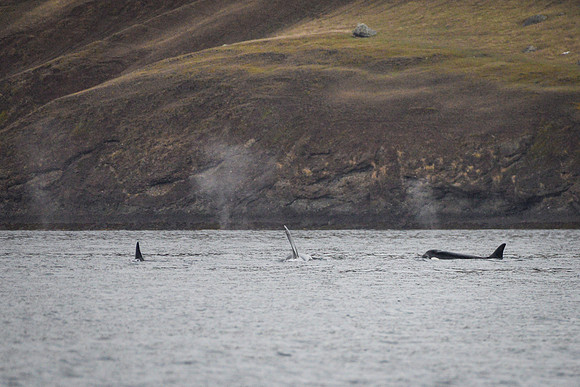 Orcas_etc_10-2025-12