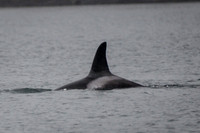 Orcas_etc_10-2025-18