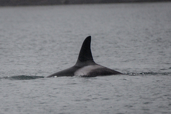 Orcas_etc_10-2025-18