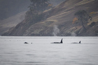 Orcas_etc_10-2025-15