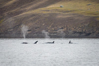 Orcas_etc_10-2025-14