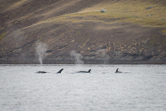 Orcas_etc_10-2025-14