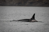 Orcas_etc_10-2025-20