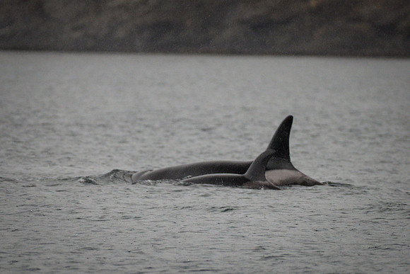 Orcas_etc_10-2025-20