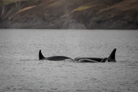 Orcas_etc_10-2025-19