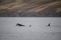 Orcas_etc_10-2025-17