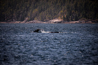 Sailing_wildlife_July2025-9
