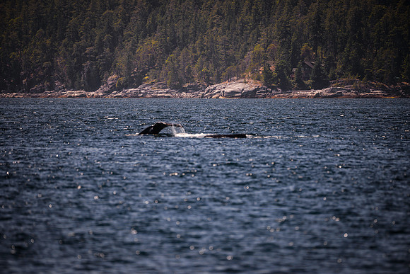 Sailing_wildlife_July2025-9