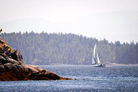 Sailing_wildlife_July2025-3