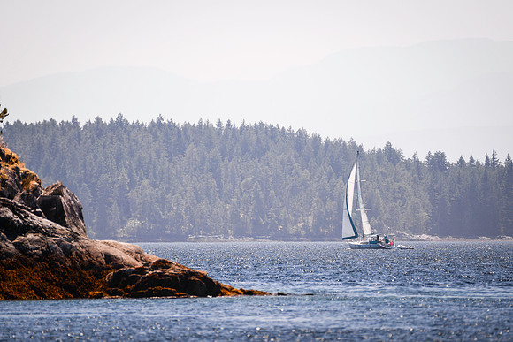 Sailing_wildlife_July2025-3