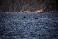 Sailing_wildlife_July2025-10