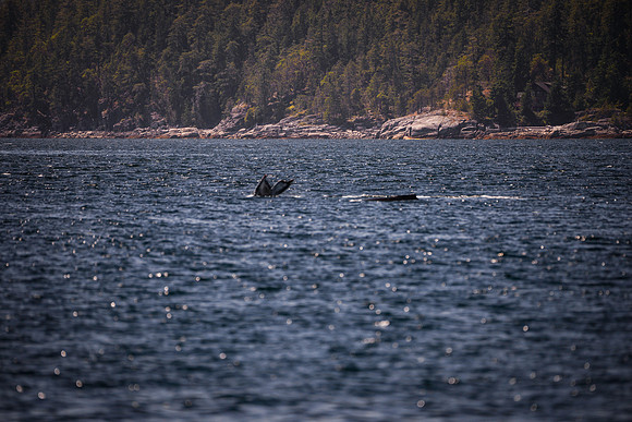 Sailing_wildlife_July2025-10