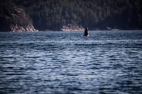 Sailing_wildlife_July2025-14