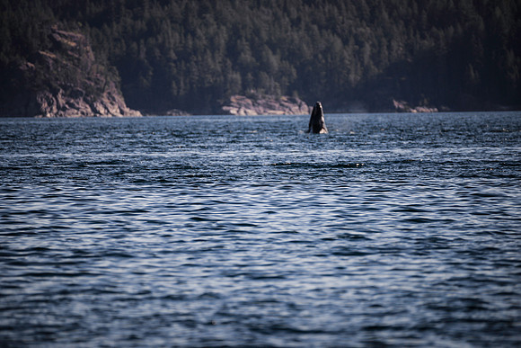 Sailing_wildlife_July2025-14