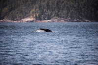 Sailing_wildlife_July2025-5