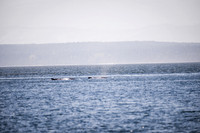 Sailing_wildlife_July2025-4